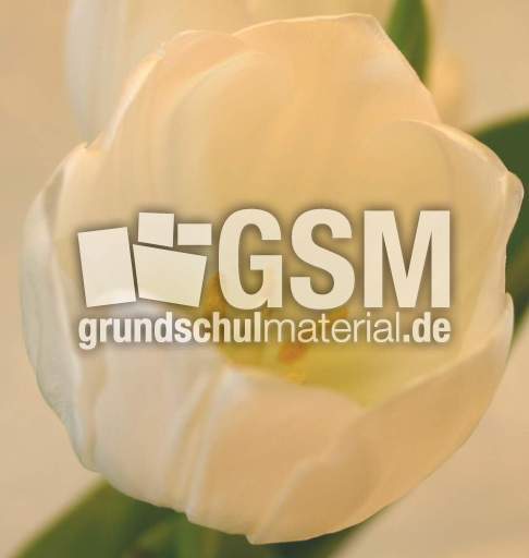 weisse-Tulpe-2.jpg